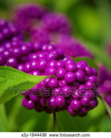 Beautyberry fruit, Callicarpa View Large Photo Image Stock Photo - Beautyberry fruit, Callicarpa. Fotosearch