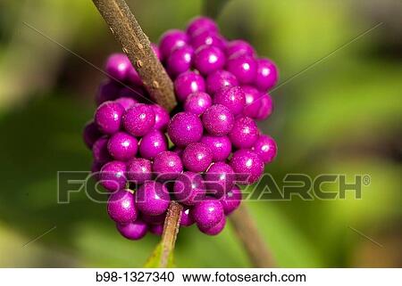 Beautyberry Shrubs (Callicarpa Dichotoma) View Large Photo Image Stock Image - Beautyberry Shrubs (Callicarpa Dichotoma). Fotosearch