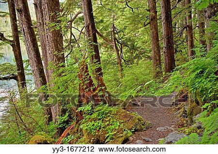 Stock Image - Beaver lake trail, Tongass National Forest, SE Alaska, near Sitka, Alaska, USA. Fotosearch