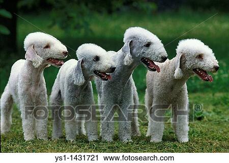 BEDLINGTON TERRIER, GROUP OF ADULTS STANDING ON GRASS View Large Photo Image Stock Image - BEDLINGTON TERRIER, GROUP OF ADULTS STANDING ON GRASS. Fotosearch