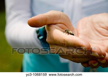 Bee in cupped hands View Large Photo Image Stock Photo - Bee in cupped hands. Fotosearch