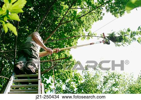 Picture - Bee-keeper (apiarist) cutting twigs around a cluster of swarming bees to be able to cut the whole branch with the bees and transport them down to put the bees into a new hive. Fotosearch