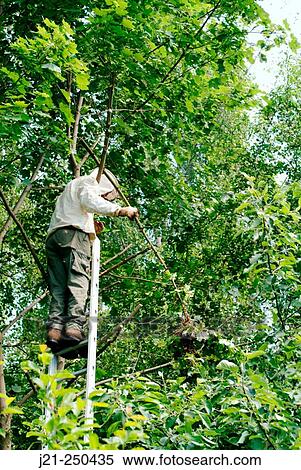 Bee-keeper (apiarist) transporting branch with a cluster of swarming bees down the tree of which he cut the branch to transport the bees to a new hive View Large Photo Image Stock Photography - Bee-keeper (apiarist) transporting branch with a cluster of swarming bees down the tree of which he cut the branch to transport the bees to a new hive. Fotosearch