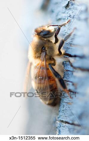 Bee on tree View Large Photo Image Stock Photography - Bee on tree. Fotosearch