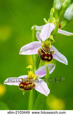 Bee orchid flowers (Ophrys apifera). Aldeacueva. Carranza valley. Biscay, Basque Country, Spain. View Large Photo Image Stock Photo - Bee orchid flowers (Ophrys apifera). Aldeacueva. Carranza valley. Biscay, Basque Country, Spain.. Fotosearch