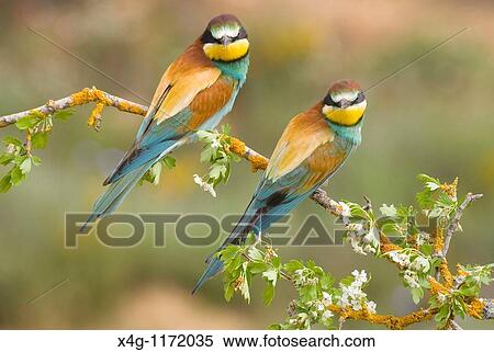Stock Photography - Beeater pair Merops apiaster. Fotosearch