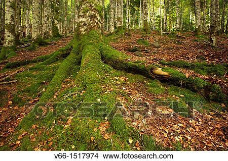 Picture - Beech and pine trees in the ravine Bitetos, in French Pyrenees. Fotosearch