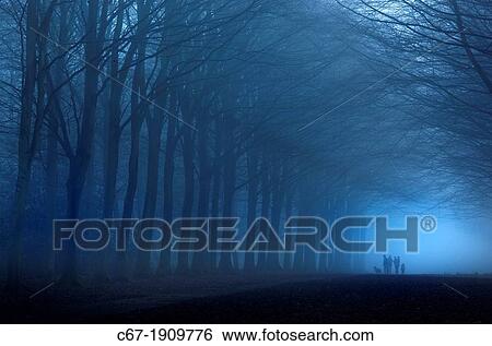 Beech Avenue at dusk Norfolk UK Early November View Large Photo Image Stock Photograph - Beech Avenue at dusk Norfolk UK Early November. Fotosearch