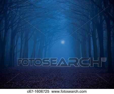 Beech Avenue at dusk Norfolk UK Early November View Large Photo Image Stock Photography - Beech Avenue at dusk Norfolk UK Early November. Fotosearch