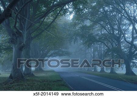 Stock Photo - Beech Avenue Wimborne Minster Dorset.. Fotosearch