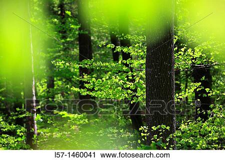 beech, beech tree, Buche, Rotbuche, Fagus sylvaticia L, Switzerland, View Large Photo Image Stock Image - beech, beech tree, Buche, Rotbuche, Fagus sylvaticia L, Switzerland,. Fotosearch