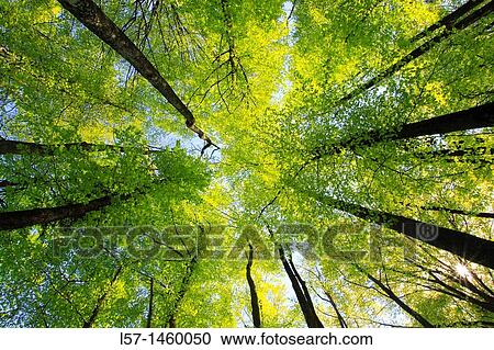 Stock Image - beech, beech tree, Buche, Rotbuche, Fagus sylvaticia L, Switzerland,. Fotosearch