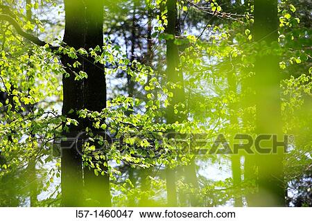 beech, beech tree, Buche, Rotbuche, Fagus sylvaticia L, Switzerland, View Large Photo Image Stock Photo - beech, beech tree, Buche, Rotbuche, Fagus sylvaticia L, Switzerland,. Fotosearch
