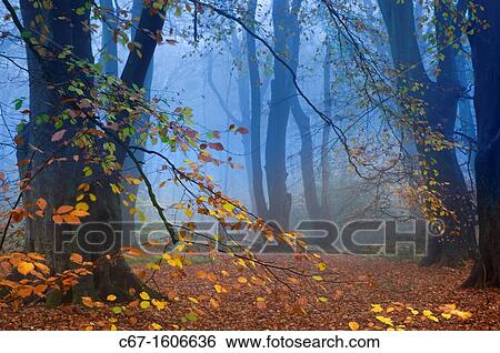 Beech Fagus sylvatica Felbrigg Great Wood Norfolk UK Early November View Large Photo Image Stock Photograph - Beech Fagus sylvatica Felbrigg Great Wood Norfolk UK Early November. Fotosearch