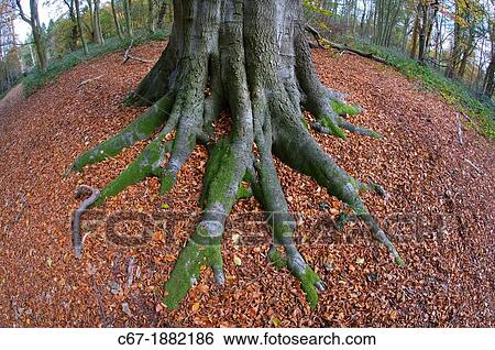 Beech Fagus sylvatica root system in autumn View Large Photo Image Stock Photograph - Beech Fagus sylvatica root system in autumn. Fotosearch