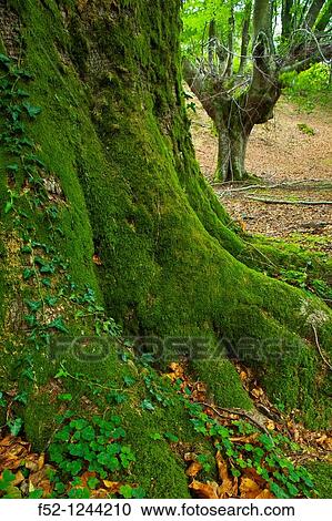 Beech forest, Barazar, Gorbeia, Basque Country, Spain View Large Photo Image Stock Image - Beech forest, Barazar, Gorbeia, Basque Country, Spain. Fotosearch