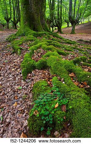 Beech forest, Barazar, Gorbeia, Basque Country, Spain View Large Photo Image Stock Photograph - Beech forest, Barazar, Gorbeia, Basque Country, Spain. Fotosearch