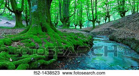 Beech forest Bosque de Hayas, Gorbeia Natural Park, Alava-Bizkaia, Basque Country, Spain, Europe. View Large Photo Image Stock Image - Beech forest Bosque de Hayas, Gorbeia Natural Park, Alava-Bizkaia, Basque Country, Spain, Europe.. Fotosearch