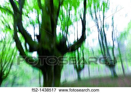Beech forest Bosque de Hayas, Gorbeia Natural Park, Alava-Bizkaia, Basque Country, Spain, Europe. View Large Photo Image Stock Photo - Beech forest Bosque de Hayas, Gorbeia Natural Park, Alava-Bizkaia, Basque Country, Spain, Europe.. Fotosearch