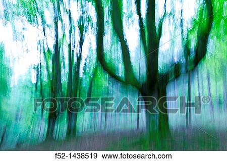 Beech forest Bosque de Hayas, Gorbeia Natural Park, Alava-Bizkaia, Basque Country, Spain, Europe. View Large Photo Image Stock Photo - Beech forest Bosque de Hayas, Gorbeia Natural Park, Alava-Bizkaia, Basque Country, Spain, Europe.. Fotosearch