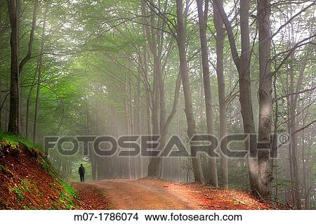 Beech forest during summer season, Sistema Iberico mountain range, La Rioja wine region, Spain, Europe View Large Photo Image Picture - Beech forest during summer season, Sistema Iberico mountain range, La Rioja wine region, Spain, Europe. Fotosearch