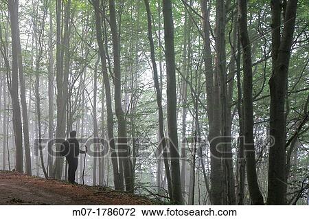 Beech forest during summer season, Sistema Iberico mountain range, La Rioja wine region, Spain, Europe View Large Photo Image Stock Image - Beech forest during summer season, Sistema Iberico mountain range, La Rioja wine region, Spain, Europe. Fotosearch