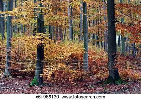 Beech Forest Fagus sylvatica, showing autumn colour, Germany View Large Photo Image Stock Image - Beech Forest Fagus sylvatica, showing autumn colour, Germany. Fotosearch