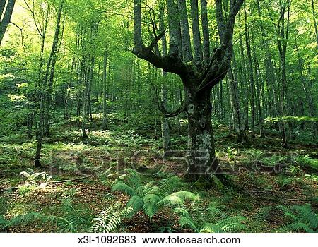 Beech forest Forest of Moacos Asturias Spain View Large Photo Image Stock Image - Beech forest Forest of Moacos Asturias Spain. Fotosearch