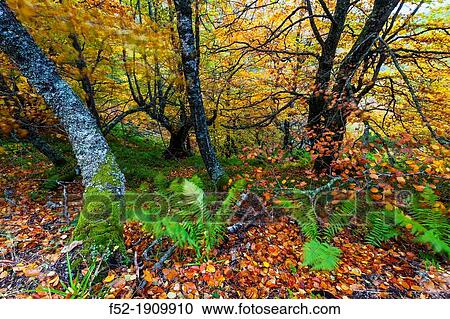 Beech forest, Fuentes del Narcea, Degaa e Ibias Natural Park, Asturias, Spain, Europe View Large Photo Image Stock Image - Beech forest, Fuentes del Narcea, Degaa e Ibias Natural Park, Asturias, Spain, Europe. Fotosearch