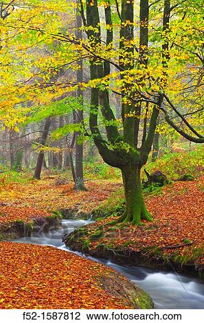 Beech forest, Gorbeia Natural Park, Alava-Bizkaia, Basque Country, Spain, Europe View Large Photo Image Stock Image - Beech forest, Gorbeia Natural Park, Alava-Bizkaia, Basque Country, Spain, Europe. Fotosearch