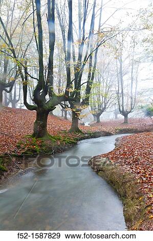 Beech forest, Gorbeia Natural Park, Alava-Bizkaia, Basque Country, Spain, Europe View Large Photo Image Stock Photo - Beech forest, Gorbeia Natural Park, Alava-Bizkaia, Basque Country, Spain, Europe. Fotosearch