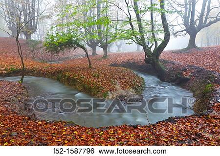 Beech forest, Gorbeia Natural Park, Alava-Bizkaia, Basque Country, Spain, Europe View Large Photo Image Stock Photograph - Beech forest, Gorbeia Natural Park, Alava-Bizkaia, Basque Country, Spain, Europe. Fotosearch