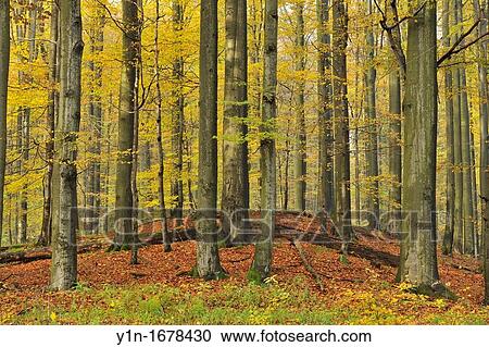 Beech forest in autumn, after rain, Rhoen Mountain, Hesse, Germany View Large Photo Image Stock Image - Beech forest in autumn, after rain, Rhoen Mountain, Hesse, Germany. Fotosearch