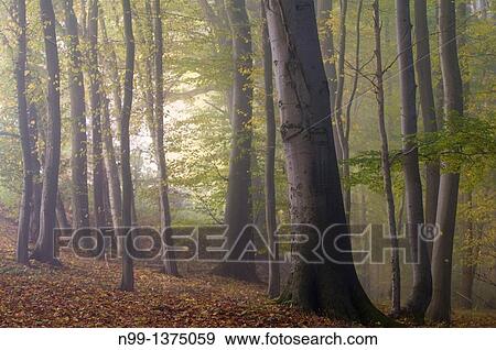 Beech forest in autumn, fog in the morning, Bavaria, Germany View Large Photo Image Stock Photo - Beech forest in autumn, fog in the morning, Bavaria, Germany. Fotosearch