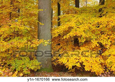 Beech forest in autumn, Germany, Bavaria, Spessart View Large Photo Image Stock Photograph - Beech forest in autumn, Germany, Bavaria, Spessart. Fotosearch