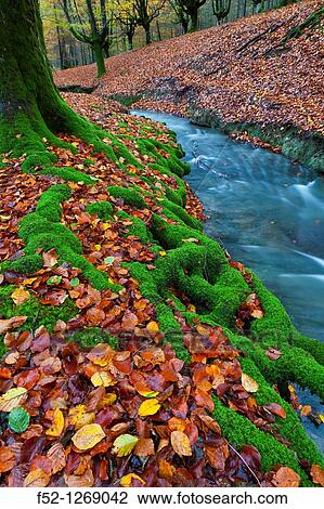 Beech forest in autumn, Gorbea Natural Park, Alava-Vizcaya, Basque Country, Spain View Large Photo Image Stock Image - Beech forest in autumn, Gorbea Natural Park, Alava-Vizcaya, Basque Country, Spain. Fotosearch