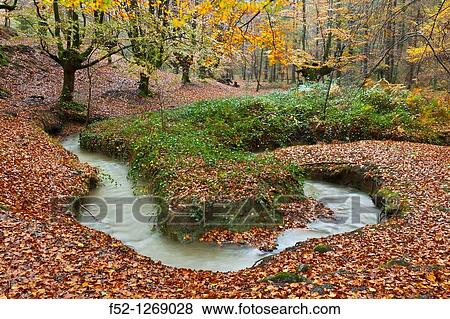 Beech forest in autumn, Gorbea Natural Park, Alava-Vizcaya, Basque Country, Spain View Large Photo Image Stock Photo - Beech forest in autumn, Gorbea Natural Park, Alava-Vizcaya, Basque Country, Spain. Fotosearch