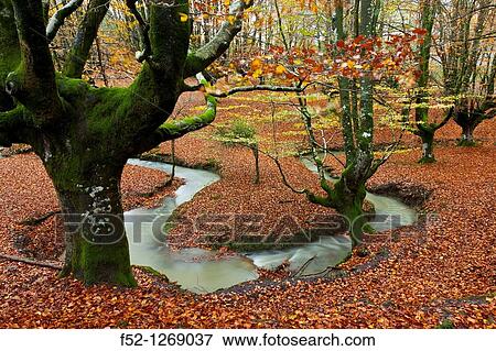 Beech forest in autumn, Gorbea Natural Park, Alava-Vizcaya, Basque Country, Spain View Large Photo Image Stock Photo - Beech forest in autumn, Gorbea Natural Park, Alava-Vizcaya, Basque Country, Spain. Fotosearch