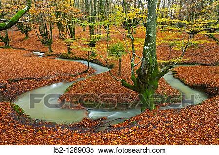 Beech forest in autumn, Gorbea Natural Park, Alava-Vizcaya, Basque Country, Spain View Large Photo Image Stock Photography - Beech forest in autumn, Gorbea Natural Park, Alava-Vizcaya, Basque Country, Spain. Fotosearch