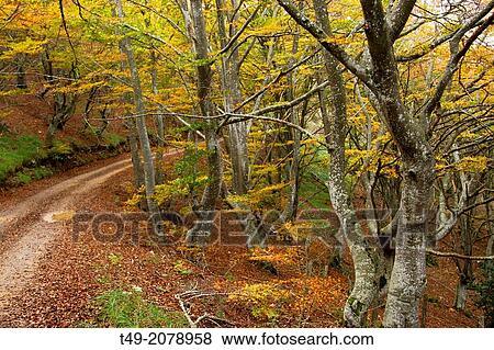 Stock Photo - Beech forest in Autumn in Toloo Alava. Fotosearch