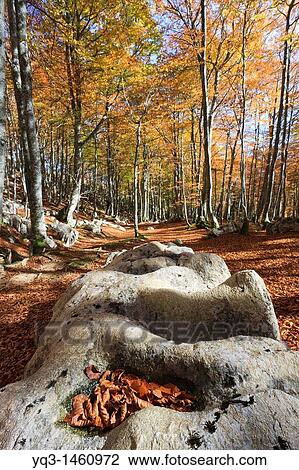 Beech forest in autumn View Large Photo Image Stock Image - Beech forest in autumn. Fotosearch