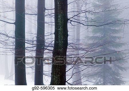 Beech forest in mist (fagus sylvatica). Sweden View Large Photo Image Stock Photography - Beech forest in mist (fagus sylvatica). Sweden. Fotosearch