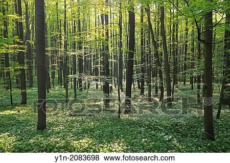 Beech Forest in Spring, Bad Langensalza, Hainich National Park, Thuringia, Germany,. View Large Photo Image Stock Photo - Beech Forest in Spring, Bad Langensalza, Hainich National Park, Thuringia, Germany,.. Fotosearch