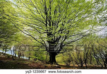 Beech forest in spring. Monte Cerredo, Castro Urdiales, Cantabria, Spain. View Large Photo Image Stock Photo - Beech forest in spring. Monte Cerredo, Castro Urdiales, Cantabria, Spain.. Fotosearch