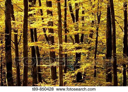 Stock Photo - Beech forest in the Autumn. Fotosearch