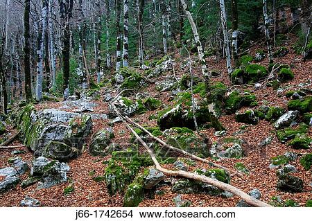 Picture - Beech forest in the National Park Ordesa. Fotosearch