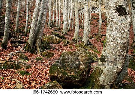 Stock Image - Beech forest in the National Park Ordesa. Fotosearch