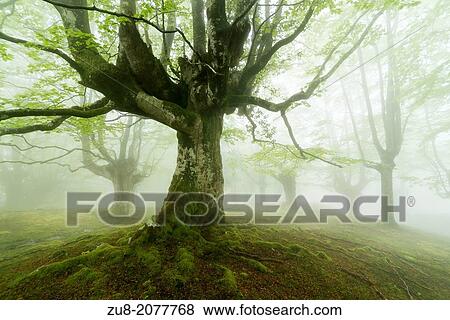 Beech forest in the Natural Park of Gorbea, Basque Country. View Large Photo Image Stock Photo - Beech forest in the Natural Park of Gorbea, Basque Country.. Fotosearch