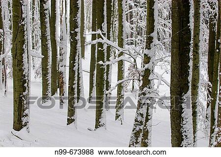 Beech forest in winter, snow-covered forest, trunks of beeches, deep winter, biosphere reserve High Rhoen, Lower Franconia, Bavaria, Germany View Large Photo Image Stock Photo - Beech forest in winter, snow-covered forest, trunks of beeches, deep winter, biosphere reserve High Rhoen, Lower Franconia, Bavaria, Germany. Fotosearch