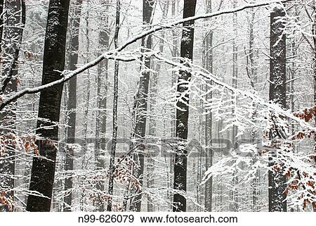 Beech forest in winter, snow, National Park Bayerischer Wakld, Bavarian Forest, Germany View Large Photo Image Stock Photo - Beech forest in winter, snow, National Park Bayerischer Wakld, Bavarian Forest, Germany. Fotosearch